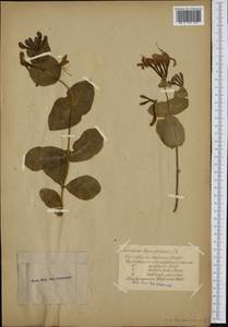 Lonicera caprifolium L., Western Europe (EUR) (Not classified)