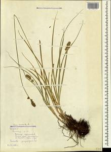 Carex muricata L., Caucasus, North Ossetia, Ingushetia & Chechnya (K1c) (Russia)