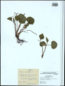 Viola mirabilis L., Eastern Europe, Central region (E4) (Russia)