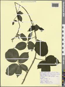 Rubus serpens Weihe ex Lej. & Courtois, Caucasus, Black Sea Shore (from Novorossiysk to Adler) (K3) (Russia)