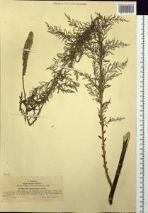 Myricaria bracteata Royle, Siberia, Western (Kazakhstan) Altai Mountains (S2a) (Kazakhstan)