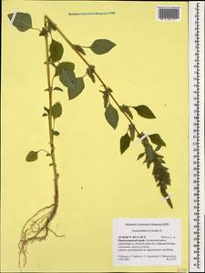 Amaranthus hybridus L., Caucasus, Krasnodar Krai & Adygea (K1a) (Russia)