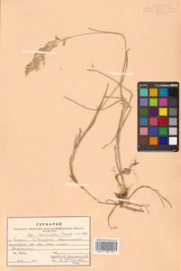 Poa macrocalyx Trautv. & C.A.Mey., Siberia, Russian Far East (S6) (Russia)