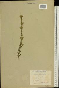 Silene tatarica (L.) Pers., Eastern Europe, Central region (E4) (Russia)