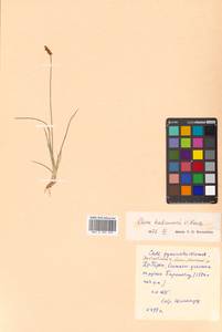 Carex parallela (Laest.) Sommerf., Siberia, Russian Far East (S6) (Russia)