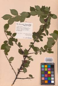 Prunus tomentosa Thunb., Eastern Europe, Lower Volga region (E9) (Russia)