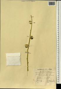 Alcea rosea L., South Asia, South Asia (Asia outside ex-Soviet states and Mongolia) (ASIA) (Iran)