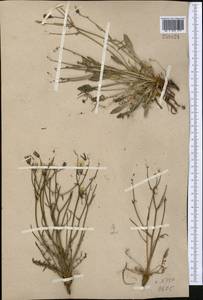Crepidifolium tenuifolium (Willd.) Sennikov, Middle Asia, Pamir & Pamiro-Alai (M2)
