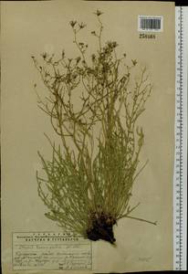 Crepidiastrum tenuifolium (Willd.) Sennikov, Siberia, Altai & Sayany Mountains (S2) (Russia)