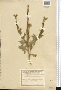 Eruca vesicaria subsp. sativa (Mill.) Thell., Middle Asia, Syr-Darian deserts & Kyzylkum (M7) (Kazakhstan)