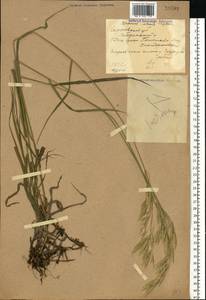 Bromus inermis Leyss., Eastern Europe, North Ukrainian region (E11) (Ukraine)