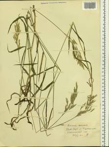 Bromus inermis Leyss., Siberia, Altai & Sayany Mountains (S2) (Russia)