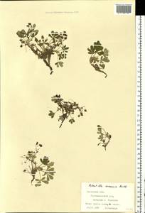 Potentilla cinerea subsp. incana (G. Gaertn., B. Mey. & Scherb.) Asch., Eastern Europe, West Ukrainian region (E13) (Ukraine)