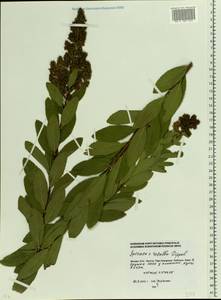 Spiraea rosalba, Eastern Europe, Moscow region (E4a) (Russia)