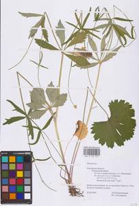Ranunculus, Eastern Europe, Central region (E4) (Russia)