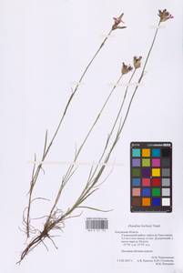 Dianthus borbasii Vandas, Eastern Europe, Central region (E4) (Russia)