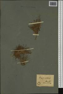 Eleocharis acicularis (L.) Roem. & Schult., Western Europe (EUR) (Switzerland)