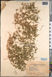 Mesostemma dichotomum (L.) Arabi, Rabeler & Zarre, Siberia, Baikal & Transbaikal region (S4) (Russia)