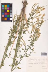 Melilotus officinalis (L.) Lam., Eastern Europe, Middle Volga region (E8) (Russia)