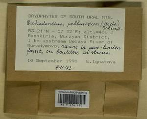 Dichodontium pellucidum (Hedw.) Schimp., Bryophytes, Bryophytes - South Urals (B14) (Russia)