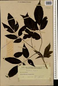 Sambucus nigra L., Caucasus, Azerbaijan (K6) (Azerbaijan)