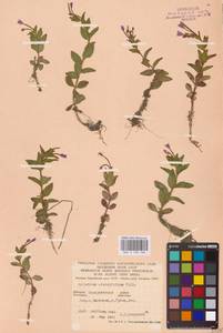 Epilobium alsinifolium Vill., Eastern Europe, West Ukrainian region (E13) (Ukraine)