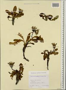 Taraxacum confusum Schischk., Caucasus, South Ossetia (K4b) (South Ossetia)