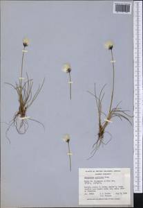 Eriophorum callitrix Cham. ex C.A.Mey., America (AMER) (Canada)