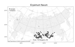 Erysimum flavum (Georgi) Bobrov, Atlas of the Russian Flora (FLORUS) (Russia)