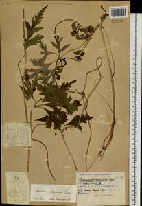 Aconitum volubile Pall., Siberia, Russian Far East (S6) (Russia)