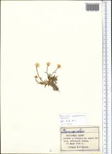 Ranunculus longicaulis C. A. Mey., Middle Asia, Pamir & Pamiro-Alai (M2) (Tajikistan)