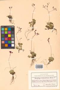Micranthes astilbeoides (Losinsk.) Tkach, Siberia, Russian Far East (S6) (Russia)