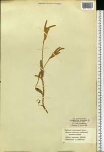 Lycopodium clavatum L., Eastern Europe, Moscow region (E4a) (Russia)