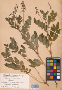 Astragalus frigidus (L.) A.Gray, Eastern Europe, Northern region (E1) (Russia)