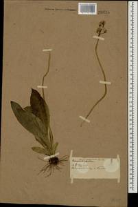 Crepis praemorsa (L.) Tausch, Eastern Europe, Western region (E3) (Russia)