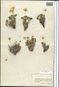 Paraquilegia anemonoides (Willd.) Engl. ex Ulbr., Middle Asia, Pamir & Pamiro-Alai (M2) (Tajikistan)