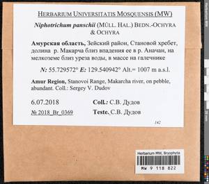 Niphotrichum panschii (Müll. Hal.) Bedn.-Ochyra & Ochyra, Bryophytes, Bryophytes - Russian Far East (excl. Chukotka & Kamchatka) (B20) (Russia)