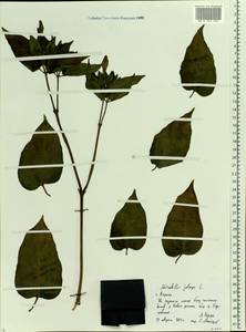 Mirabilis jalapa L., Eastern Europe, Central region (E4) (Russia)