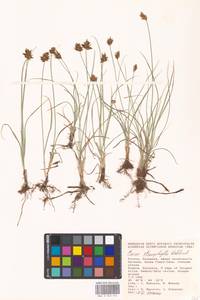 Carex stenophylla Wahlenb., Eastern Europe, Lower Volga region (E9) (Russia)