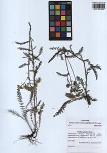 Achillea asiatica Serg., Siberia, Altai & Sayany Mountains (S2) (Russia)