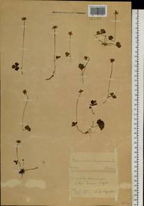 Coptidium lapponicum (L.) Á. Löve & D. Löve, Siberia, Chukotka & Kamchatka (S7) (Russia)