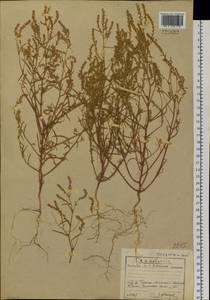 Corispermum declinatum Steph. ex Stev., Siberia, Baikal & Transbaikal region (S4) (Russia)