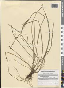 Carex vaginata Tausch, Eastern Europe, Northern region (E1) (Russia)