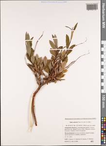 Salix udensis (Wimm.) Trautv. & C. A. Mey., Siberia, Russian Far East (S6) (Russia)