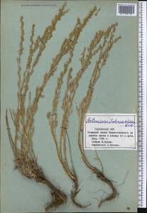 Artemisia schrenkiana Ledeb., Middle Asia, Pamir & Pamiro-Alai (M2) (Tajikistan)