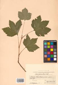 Ribes procumbens Pall., Siberia, Russian Far East (S6) (Russia)