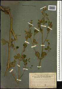 Zygophyllum fabago L., Caucasus, Azerbaijan (K6) (Azerbaijan)