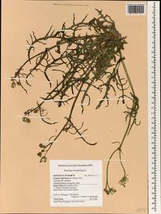 Sonchus tenerrimus L., South Asia, South Asia (Asia outside ex-Soviet states and Mongolia) (ASIA) (Cyprus)