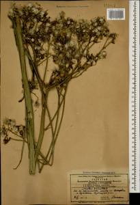 Sonchus palustris L., Caucasus, Azerbaijan (K6) (Azerbaijan)