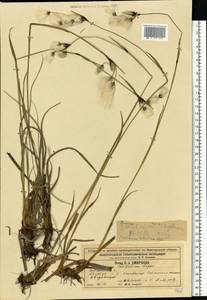 Eriophorum latifolium Hoppe, Eastern Europe, Volga-Kama region (E7) (Russia)